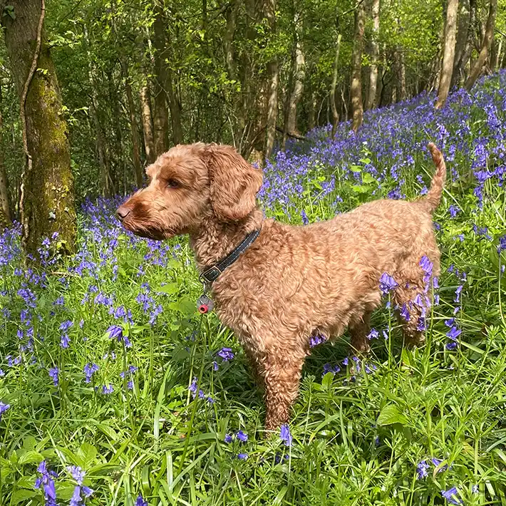 Alfie (another Cockapoo)